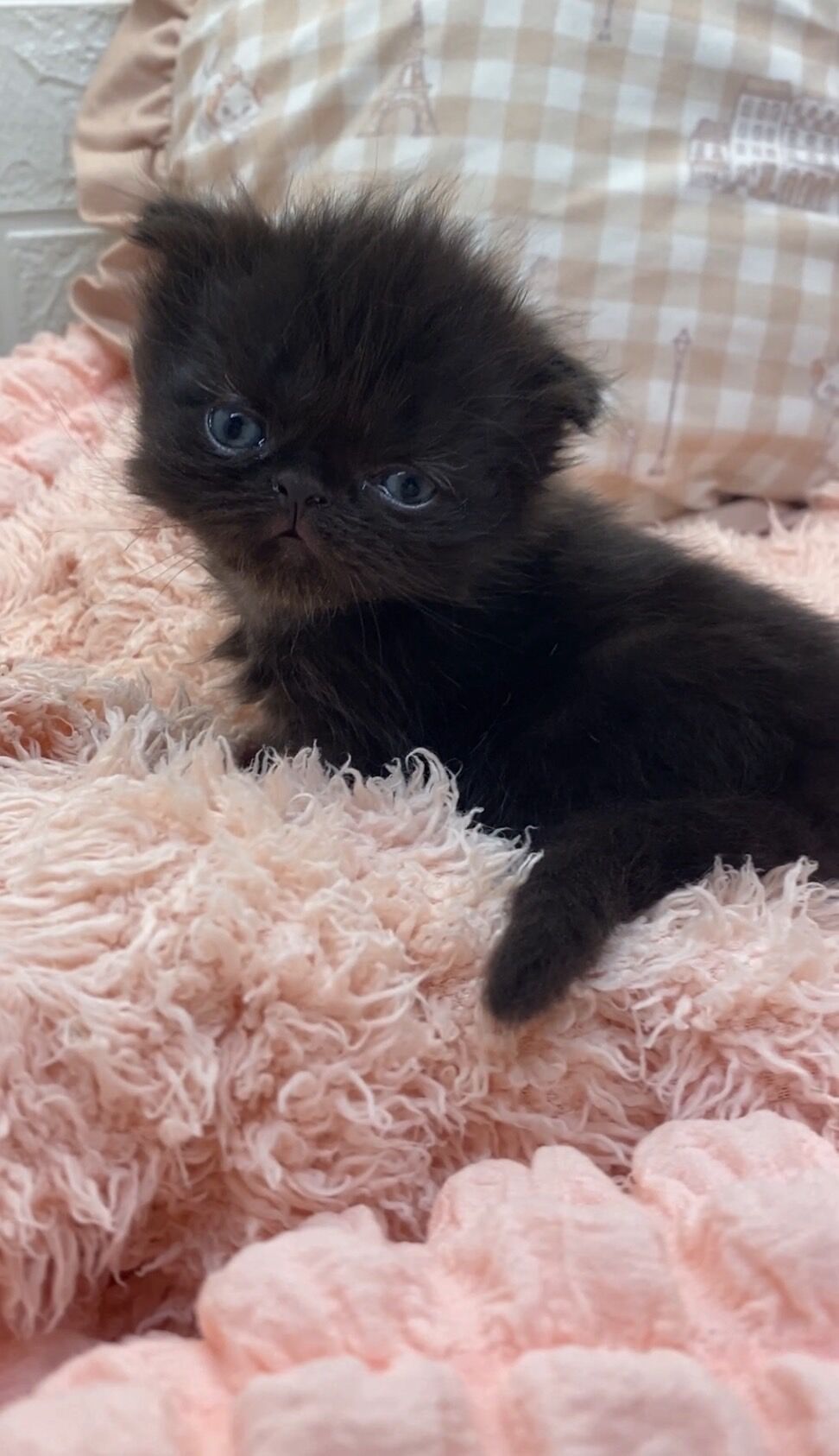 エキゾチックショートヘア　オモチ　きいろちゃん