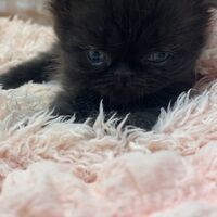 画像10963：エキゾチックショートヘア<br>　オモチ　きいろちゃん