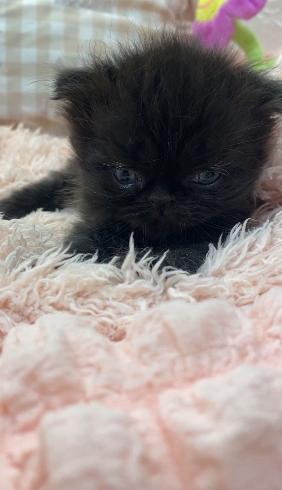 エキゾチックショートヘア　オモチ　きいろちゃん