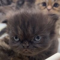 画像10980：エキゾチックショートヘア<br>　オモチ　きいろちゃん