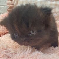 画像10981：エキゾチックショートヘア<br>　オモチ　きいろちゃん