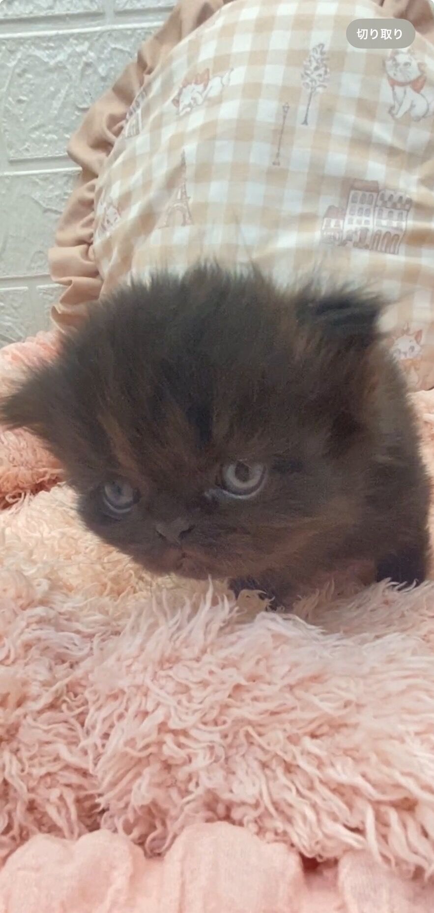 エキゾチックショートヘア　オモチ　きいろちゃん