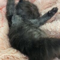 画像10982：エキゾチックショートヘア<br>　オモチ　きいろちゃん