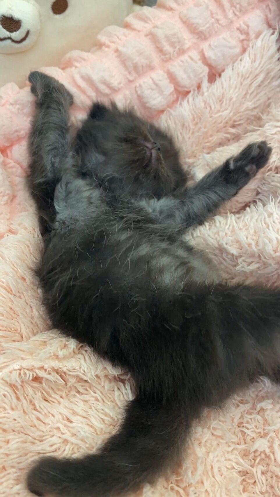 エキゾチックショートヘア　オモチ　きいろちゃん