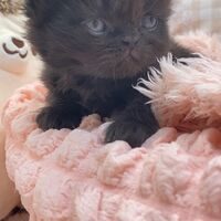 画像10983：エキゾチックショートヘア<br>　オモチ　きいろちゃん