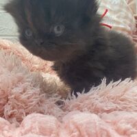 画像10985：エキゾチックショートヘア<br>　オモチ　きいろちゃん