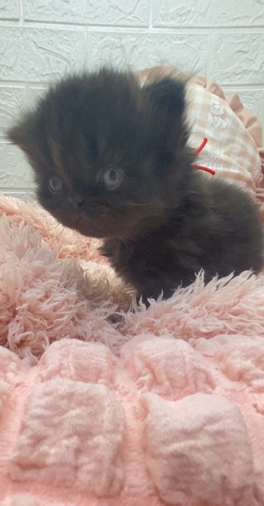 エキゾチックショートヘア　オモチ　きいろちゃん