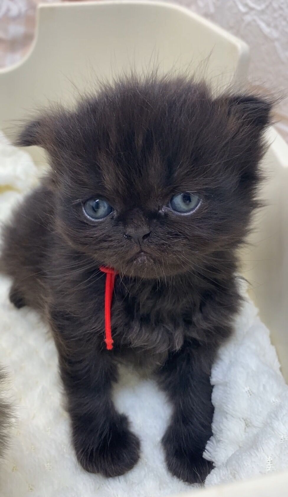 エキゾチックショートヘア　オモチ　きいろちゃん