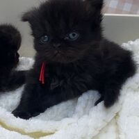 画像10988：エキゾチックショートヘア<br>　オモチ　きいろちゃん