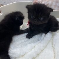 画像10989：エキゾチックショートヘア<br>　オモチ　きいろちゃん