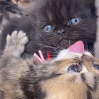 画像10990：エキゾチックショートヘア<br>　オモチ　きいろちゃん
