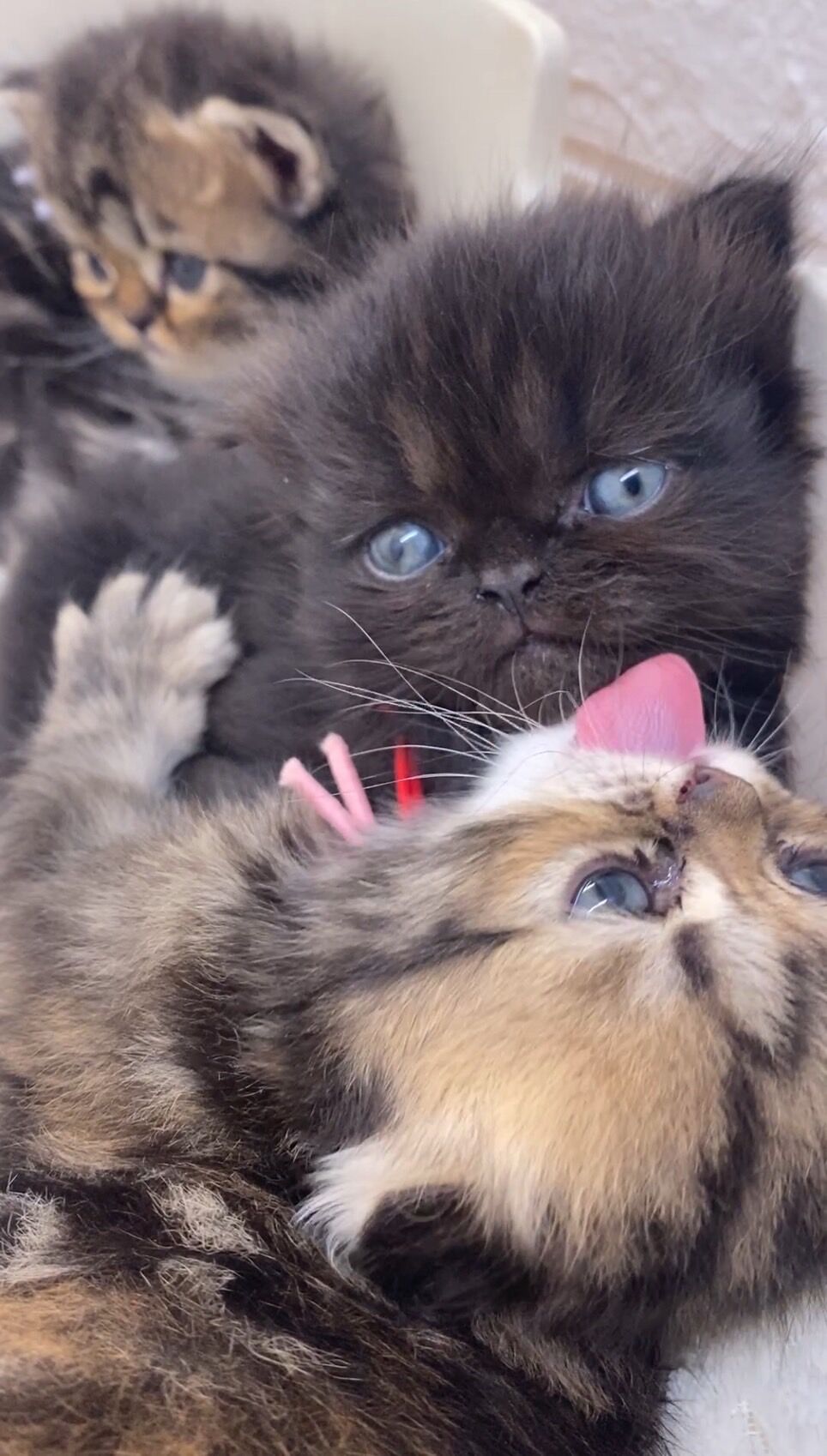 エキゾチックショートヘア　オモチ　きいろちゃん