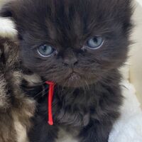 画像10991：エキゾチックショートヘア<br>　オモチ　きいろちゃん