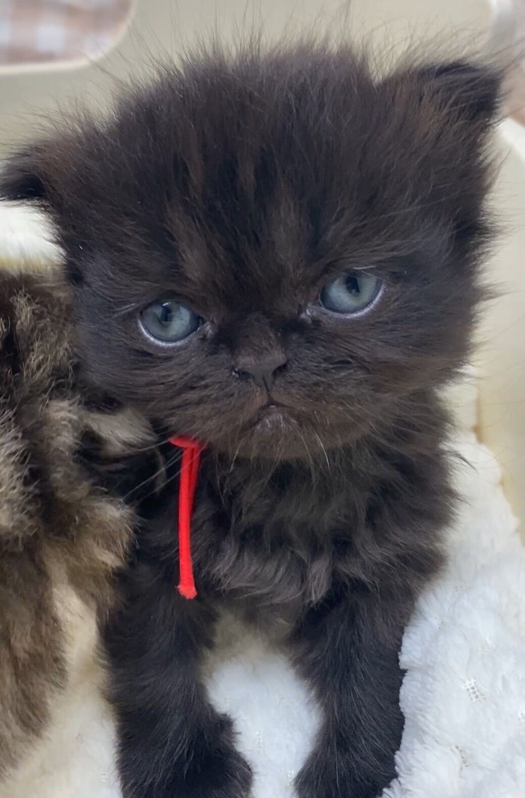 エキゾチックショートヘア　オモチ　きいろちゃん