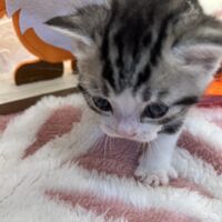 画像12440：スコティッシュフォールド<br>マリモ　ホワイトバンちゃん立ち耳