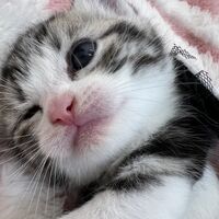 画像12443：スコティッシュフォールド<br>マリモ　ホワイトバンちゃん立ち耳