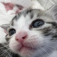 画像12444：スコティッシュフォールド<br>マリモ　ホワイトバンちゃん立ち耳