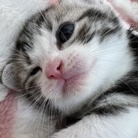 画像12447：スコティッシュフォールド<br>マリモ　ホワイトバンちゃん立ち耳