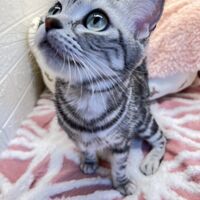画像12455：エキゾチックショートヘアー<br>ウメ