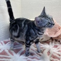 画像12457：エキゾチックショートヘアー<br>ウメ