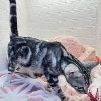 画像12459：エキゾチックショートヘアー<br>ウメ