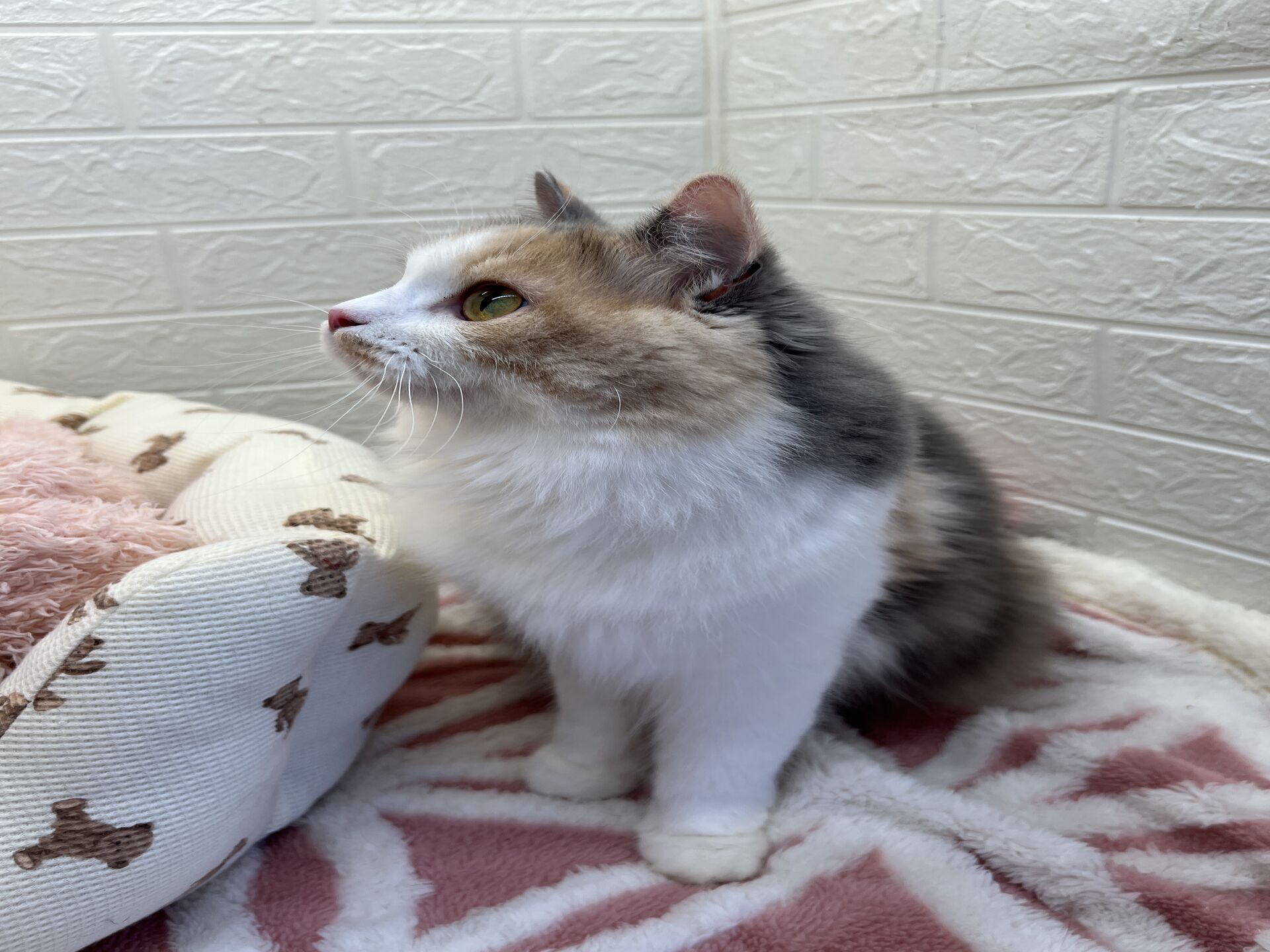 エキゾチックショートヘアーウメ