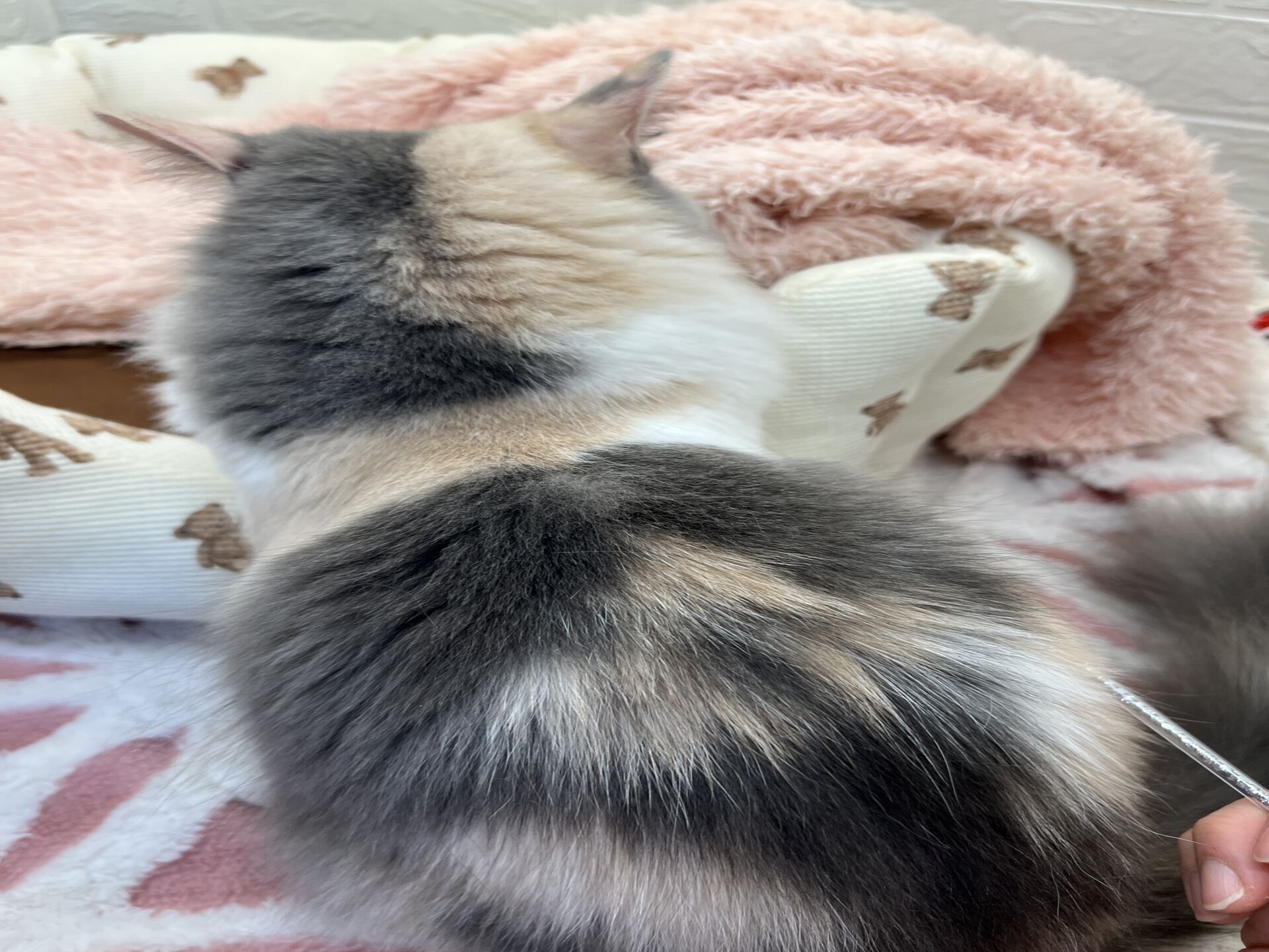 エキゾチックショートヘアーウメ