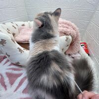 画像12471：エキゾチックショートヘアー<br>ウメ