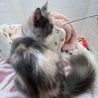 画像12472：エキゾチックショートヘアー<br>ウメ