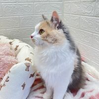 画像12474：エキゾチックショートヘアー<br>ウメ