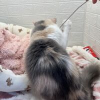 画像12475：エキゾチックショートヘアー<br>ウメ