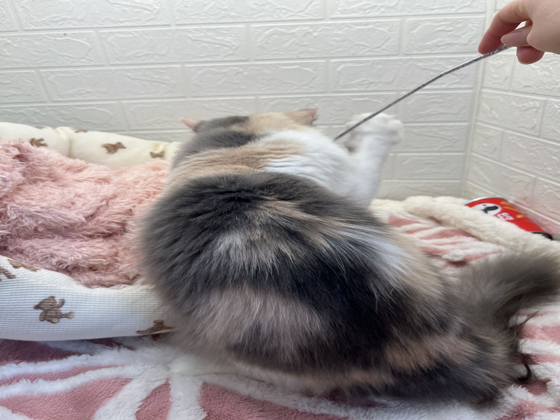 エキゾチックショートヘアーウメ