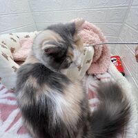 画像12476：エキゾチックショートヘアー<br>ウメ