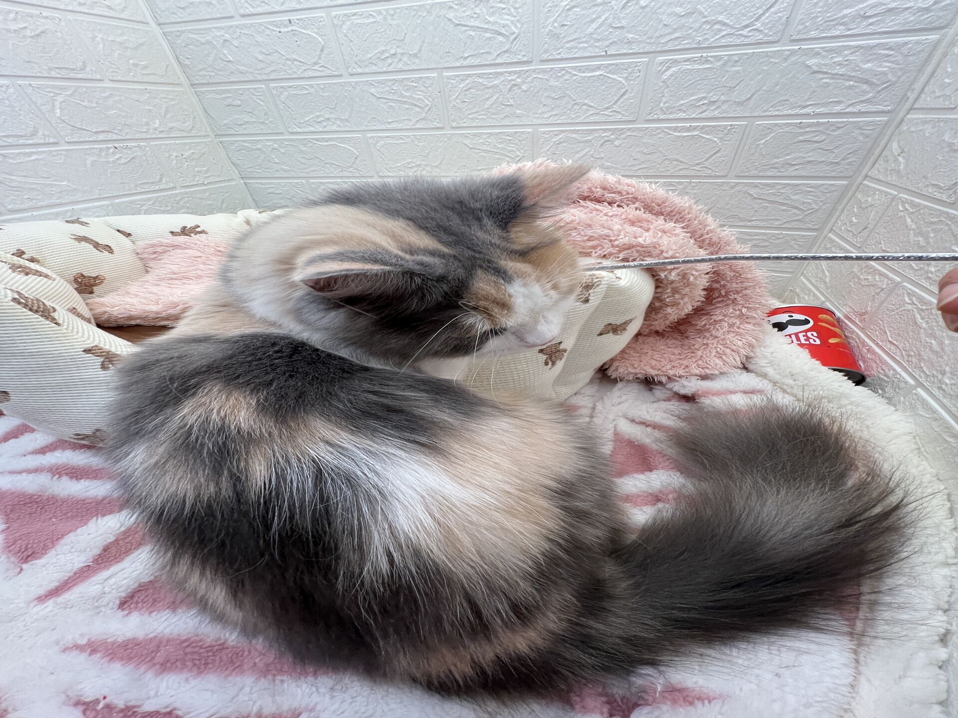 エキゾチックショートヘアーウメ