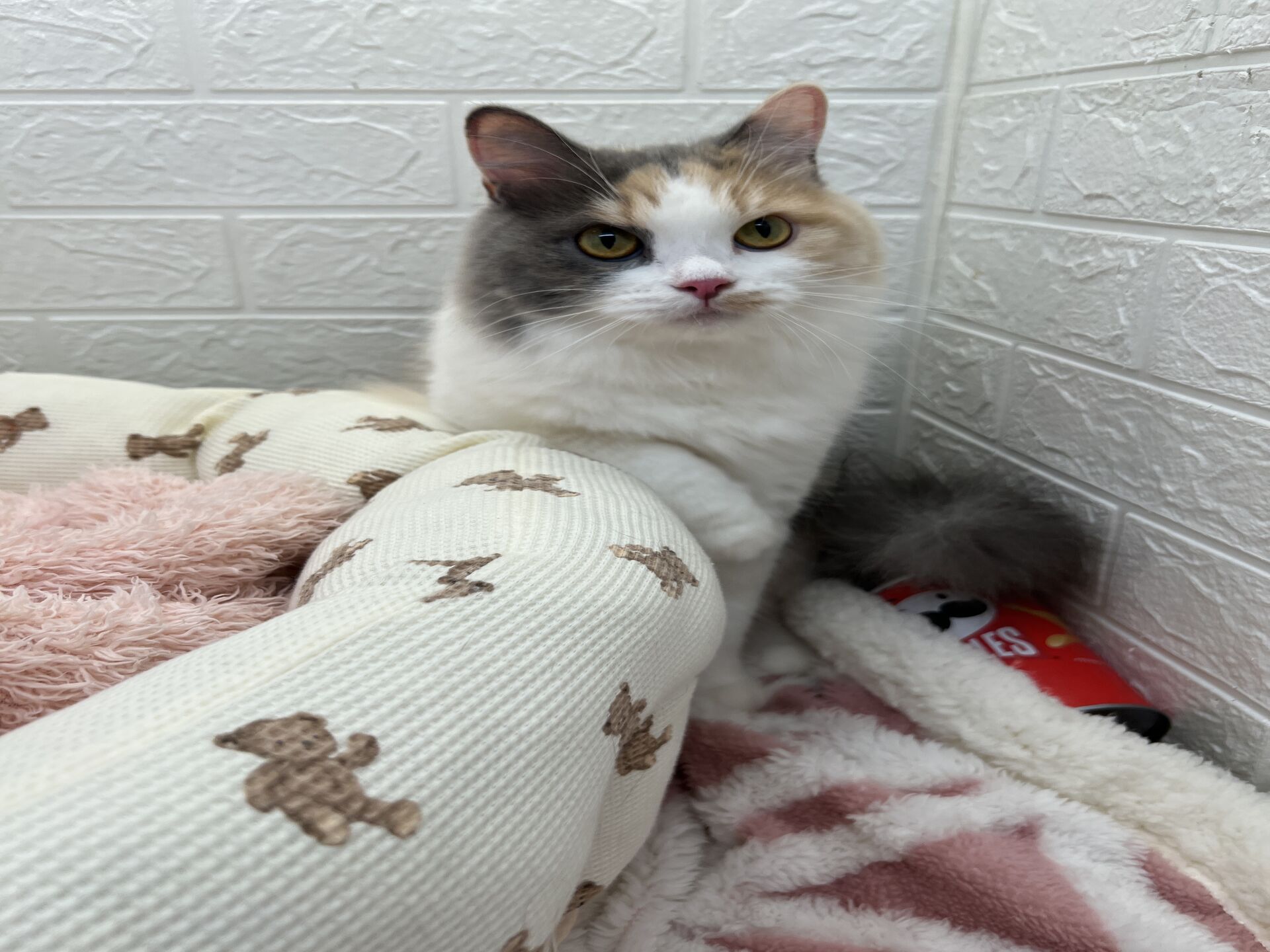 エキゾチックショートヘアーウメ