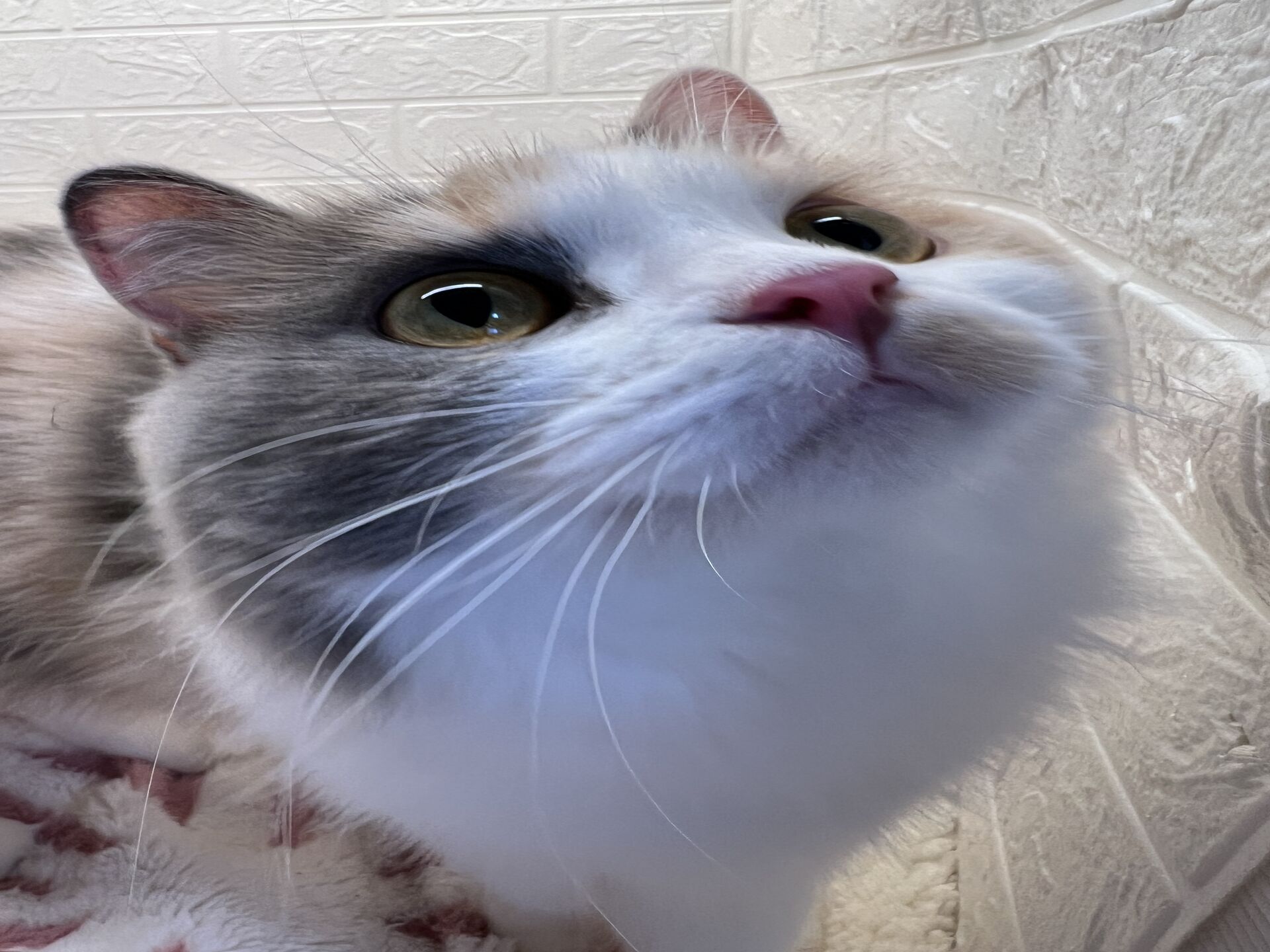 エキゾチックショートヘアーウメ