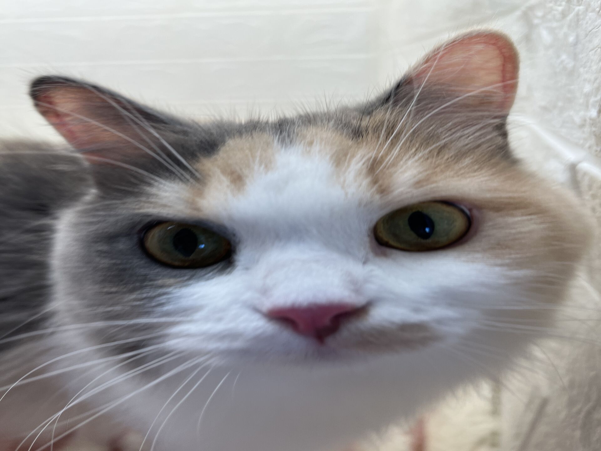 エキゾチックショートヘアーウメ