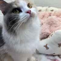 画像12483：エキゾチックショートヘアー<br>ウメ