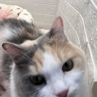 画像12484：エキゾチックショートヘアー<br>ウメ