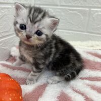 画像12530：エキゾチックショートヘア<br>　オモチ　きいろちゃん