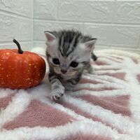 画像12531：エキゾチックショートヘア<br>　オモチ　きいろちゃん