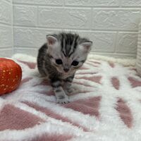 画像12532：エキゾチックショートヘア<br>　オモチ　きいろちゃん