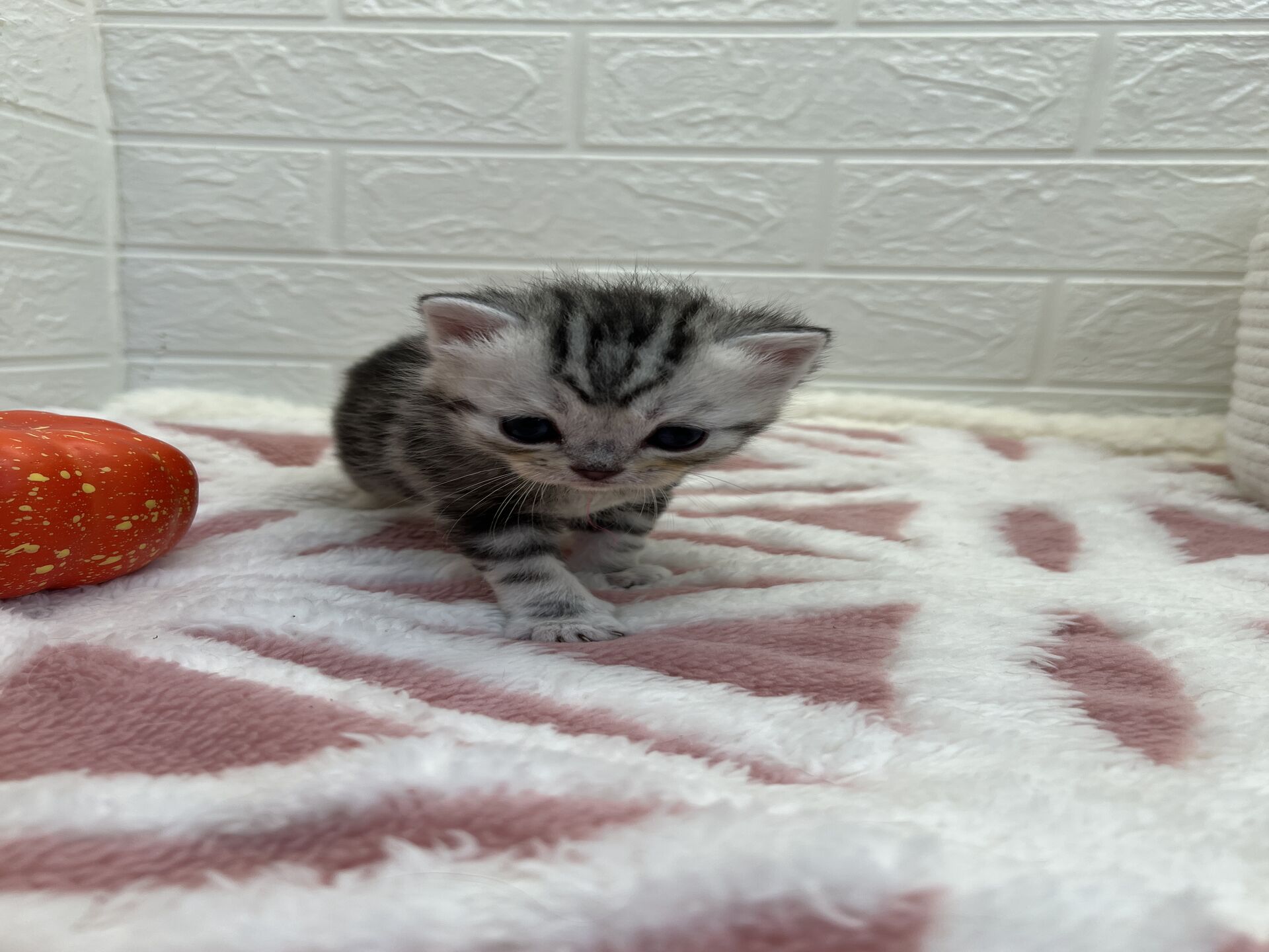 エキゾチックショートヘア　オモチ　きいろちゃん