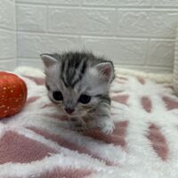画像12533：エキゾチックショートヘア<br>　オモチ　きいろちゃん