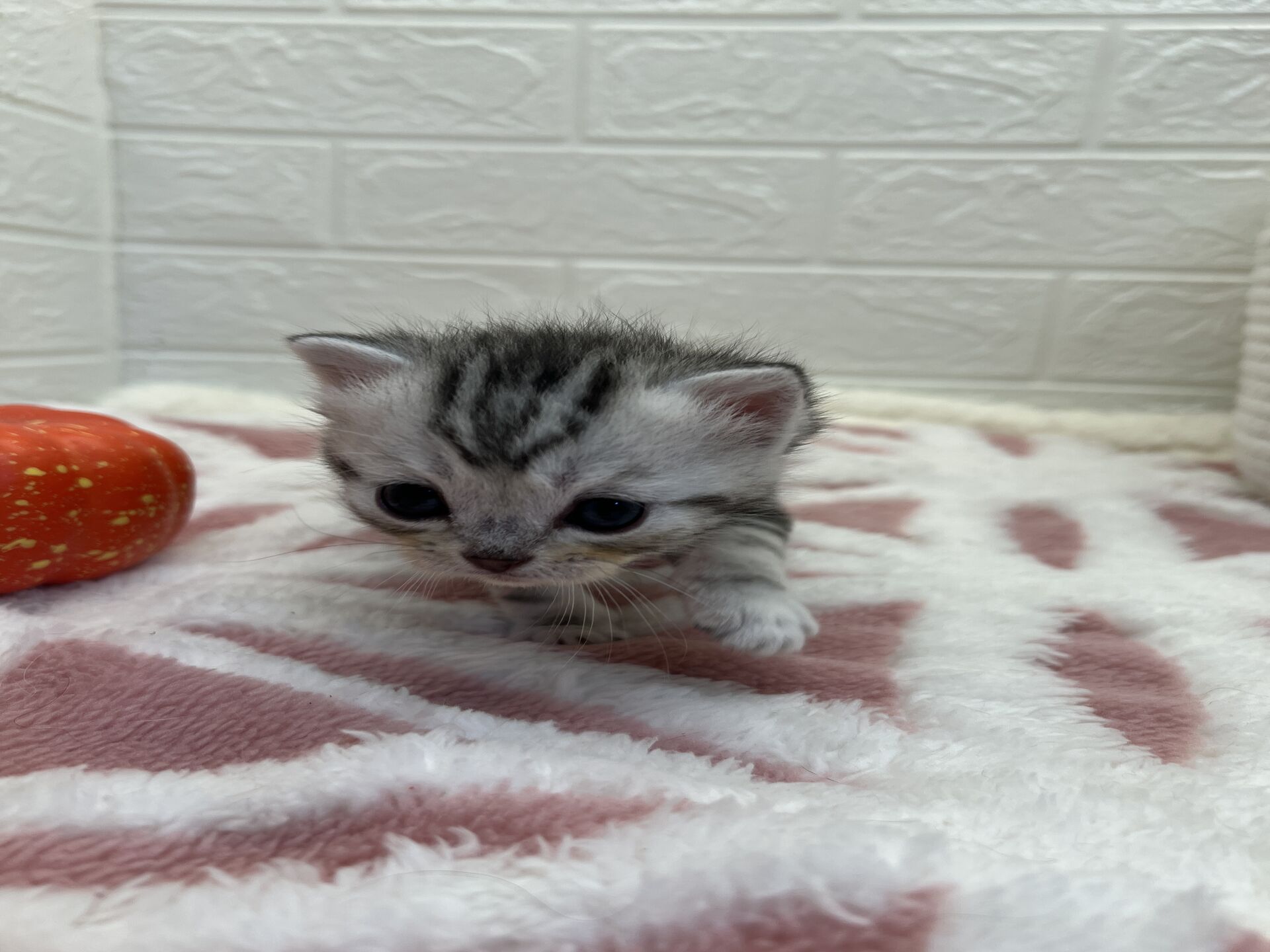 エキゾチックショートヘア　オモチ　きいろちゃん
