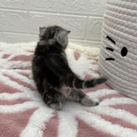 画像12534：エキゾチックショートヘア<br>　オモチ　きいろちゃん