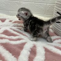 画像12535：エキゾチックショートヘア<br>　オモチ　きいろちゃん