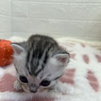 画像12536：エキゾチックショートヘア<br>　オモチ　きいろちゃん