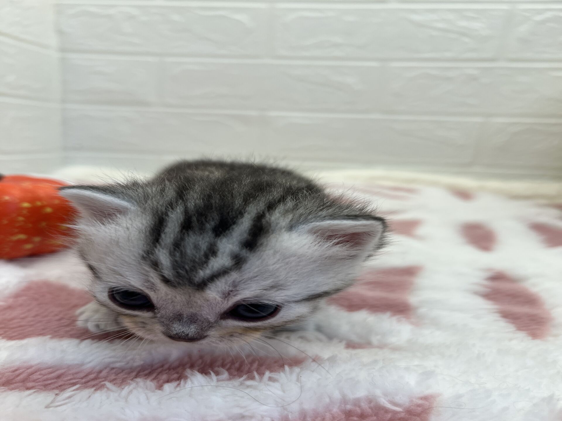 エキゾチックショートヘア　オモチ　きいろちゃん
