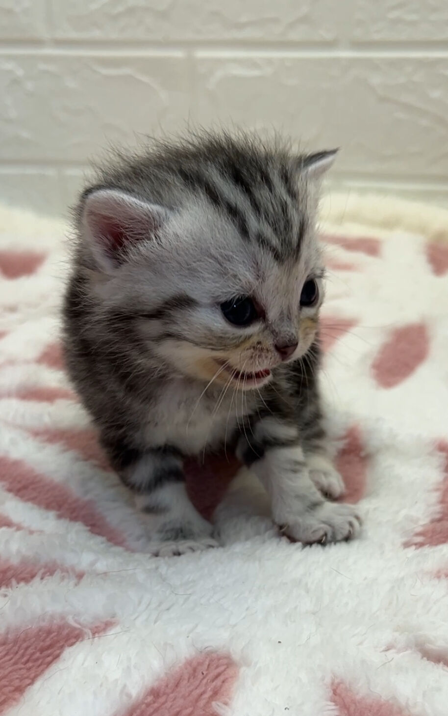 エキゾチックショートヘア　オモチ　きいろちゃん